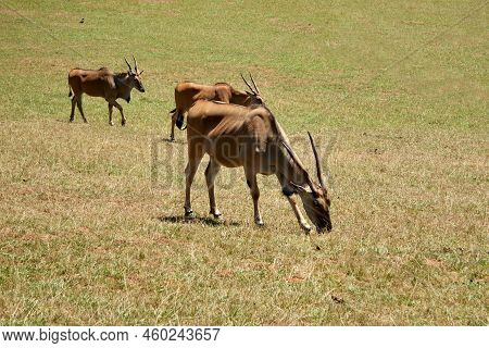 Three Oryx Grazing On The Savannah In The Sun. Horizontal Photography.