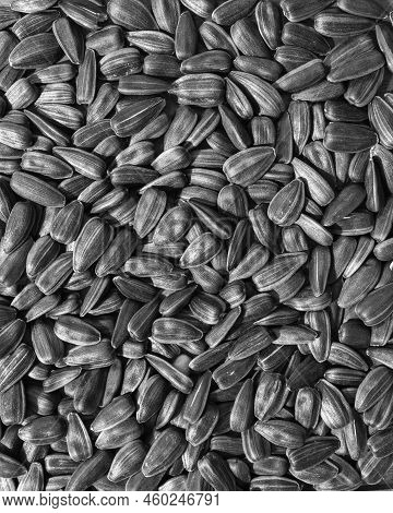 Sunflower Seeds, Isolated, Top View, Black And White