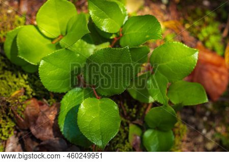 Fresh Green Branch Of Lemon Leaf, Salal Gaultheria Shallon Close Up Isolated On Natural Background I