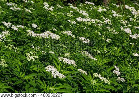 In The Wild, Elderberry Herbaceous Sambucus Ebulus Blooms In Summer