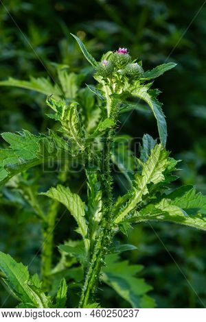 Carduus Crispus Among Flowering Plants In The Aster Family, Asteraceae, And The Tribe Cynareae