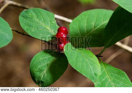 Festive Holiday Honeysuckle Branch With Red Berries Lonicera Xylosteum
