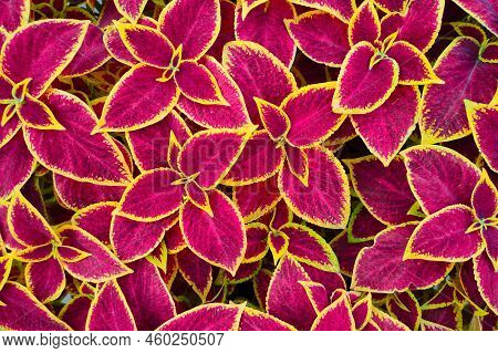 Coleus Foliage As Bright Colorful Natural Background. Beautiful Coleus Plant Leaves Texture. Close-u