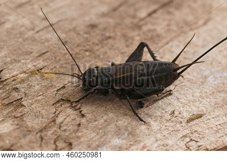 Detailed Closeup On The Dark Black Southern Field Cricket, Gryllus Bimaculatus Sitting On Wood In Fr