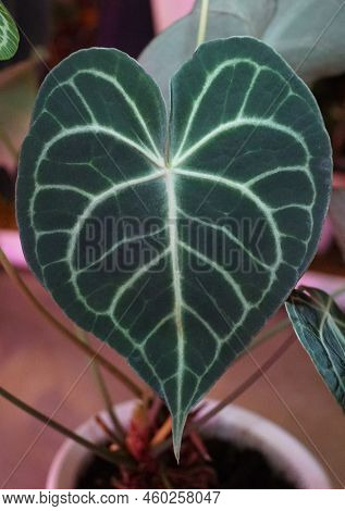 Close Up Of The Beautiful Dark Velvety Leaf Of Anthurium Clarinervium, A Rare Tropical Houseplant