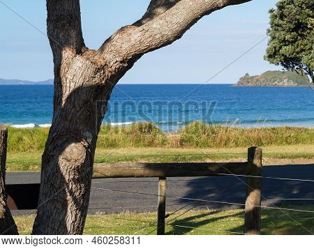 Textured Bark Of Foreground Tree With Coastal And Blue Sky And Ocean Beyond.