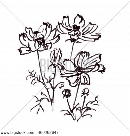 Blooming Kosmeya, Kosmos Flower, Graphic Black And White Drawing