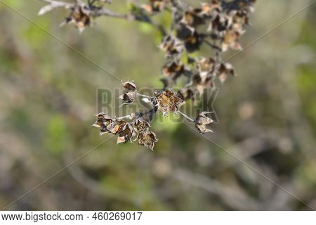 Shrubby Cinquefoil Dry Branch With Seed Heads