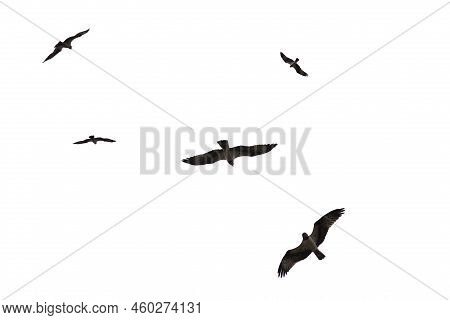 A Flying Eagel Isolated On A White Backgound.