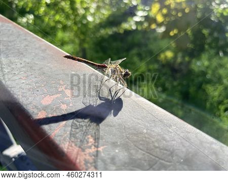Red Dragonflies, Also Known As Scarlet Percher Dragonflies, Or Jarloomboo To The Gooniyandi, Announc