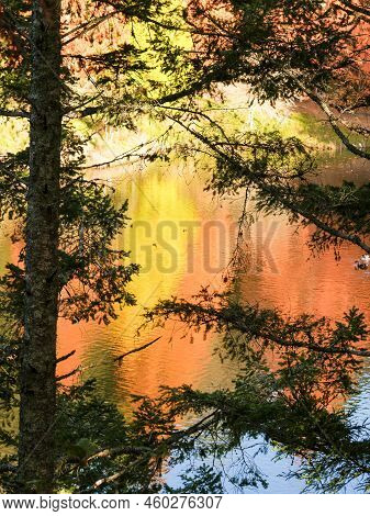 Autumn Colours Reflected Across Lake Beyond Tree Branches In Silhouette Foreground At Mclaren Falls 