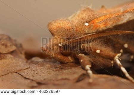 Detailed Facial Closeup On The Brown Herald Moth, Scoliopteryx Libatrix