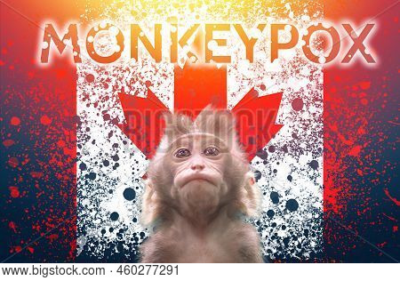 A New Outbreak Of Viral Infection At Canada, Monkey Pox. Small Monkey Looks Up At Canadian Flag Back