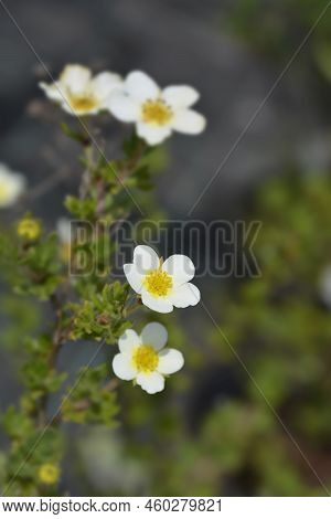 Shrubby Cinquefoil Abbotswood Flowers In The Garden