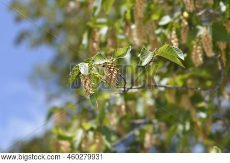 European Hop Hornbeam Tree Branches With Seeds