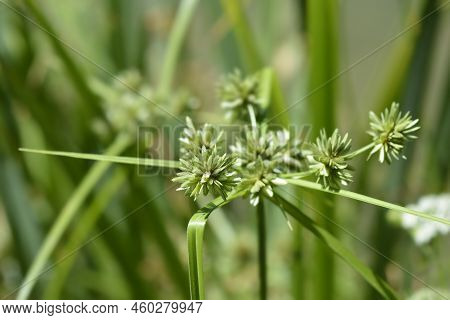 Tall Flatsedge Plant In The Garden In Spring