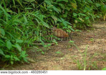 Barred Buttonquail Or Turnix Suscitator Or Common Bustard Quail Portrait In Natural Green Monsoon Se