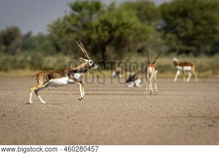 Wild Male Blackbuck Or Antilope Cervicapra Or Indian Antelope In Mid Air Fly Action In Natural Green