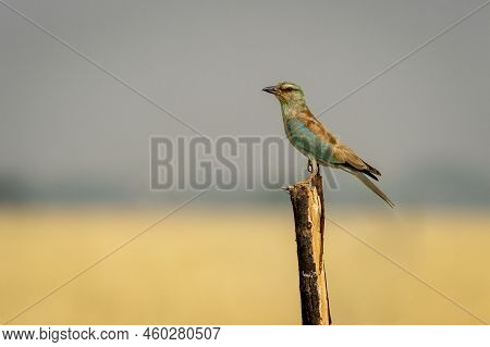 Wild Multi Color Bird Eurasian Or European Roller Or Coracias Garrulus Closeup Or Portrait Perched O