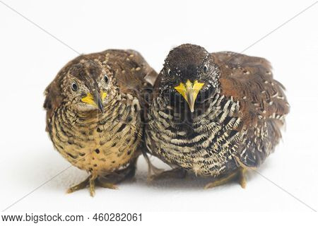 A Pair Of Barred Buttonquail Or Common Bustard-quail (turnix Suscitator) Isolated On White Backgroun