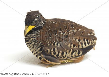 A Female Barred Buttonquail Or Common Bustard-quail (turnix Suscitator) Isolated On White Background
