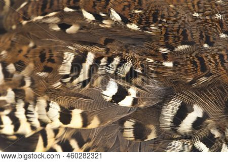 A Female Barred Buttonquail Or Common Bustard-quail (turnix Suscitator) Isolated On White Background