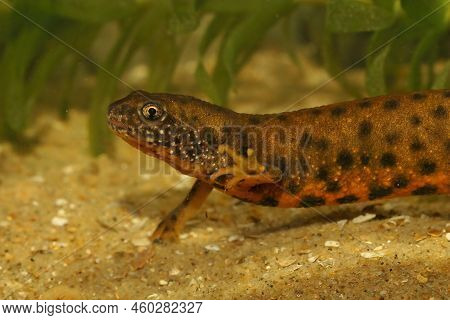 Detailed Closeup On An Unusual Orange Color Morph Of A Female Danube Newt, Triturus Dobrogicus
