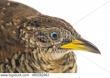 A Male Barred Buttonquail Or Common Bustard-quail (turnix Suscitator) Isolated On White Background