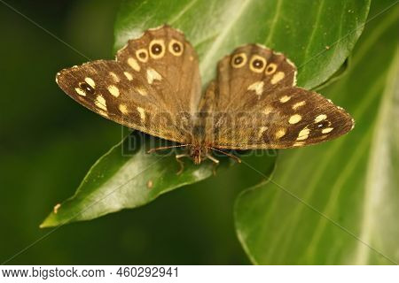 Colorful Closeup On The Brown Speckled Wood Butterfly , Pararge Aegeria With Open Wings