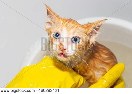 Wet Funny Frightened Ginger Kitten With Bulging Eyes Takes A Bath. A Woman In Gloves Washes A Cat.