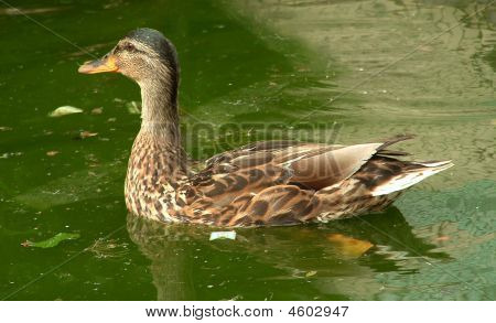 Duck