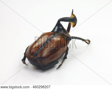 Beetle Freak Isolated On White. Rhinoceros Beetle Horn Twisted Golofa Xiximeca Close Up, Collection 