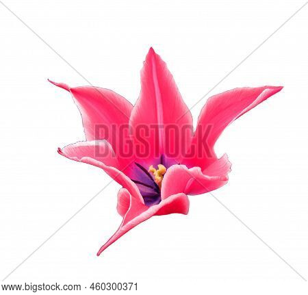 Beautiful Pink White Tulip Flower Unusual Shape Star Isolated On White Background Closeup, Spring Fl