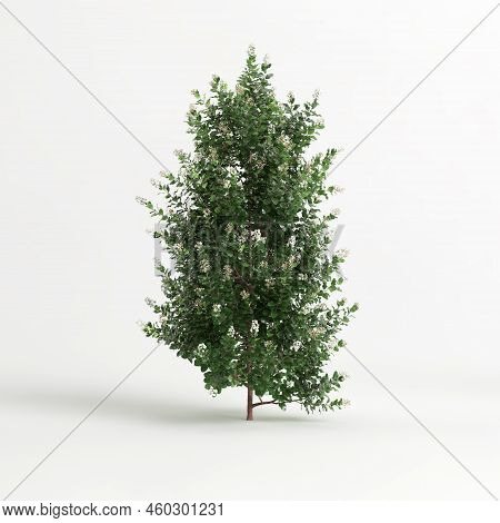 3D Illustration Of Escallonia Iveyi Bush Isolated On White Background