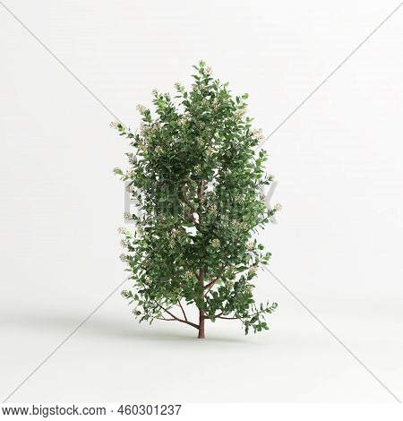 3D Illustration Of Escallonia Iveyi Bush Isolated On White Background