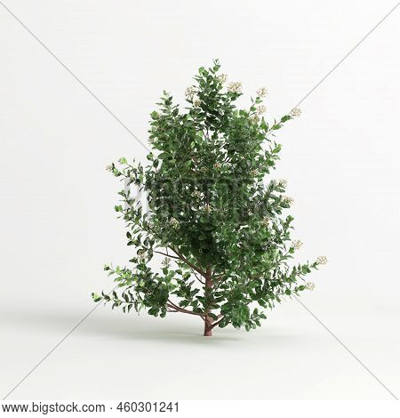 3D Illustration Of Escallonia Iveyi Bush Isolated On White Background