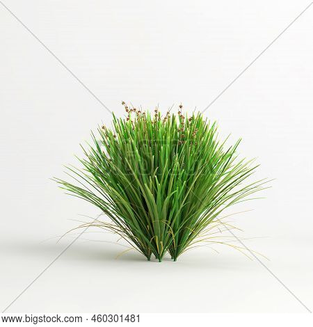 3D Illustration Of Lomandra Lime Tuff Bush Isolated On White Background