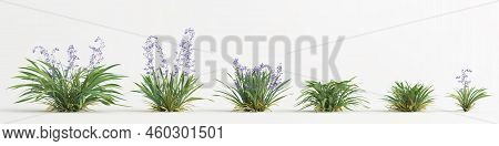 3d Illustration Of Set Dianella Caerulea Bush Isolated On White Background