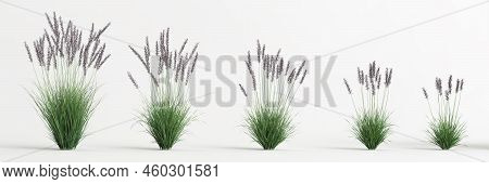 3d Illustration Of Set Molinia Caerulea Grass Isolated On White Background