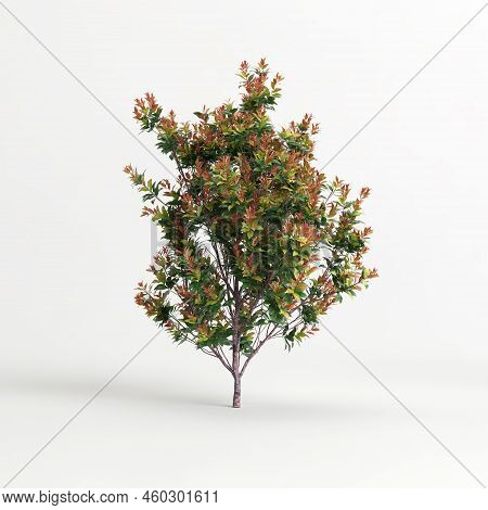 3D Illustration Of Acmena Smithii Allyn Magic Isolated On White Background