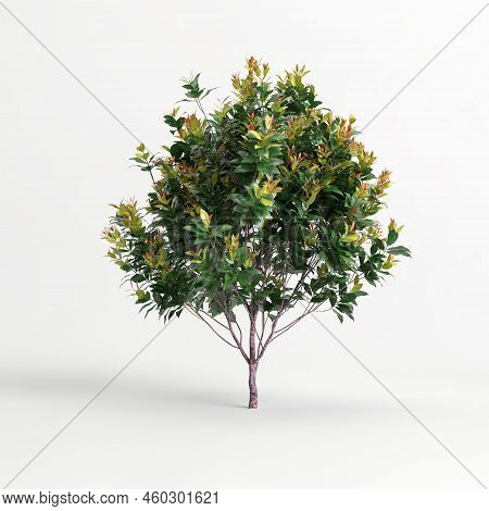 3D Illustration Of Acmena Smithii Allyn Magic Isolated On White Background
