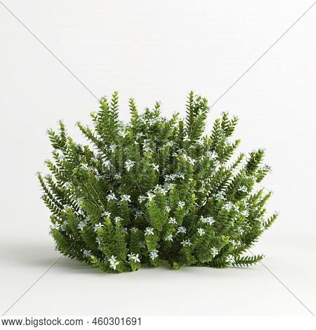 3d Illustration Of Hebe Odora Bush Isolated On White Background