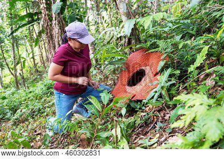 Woman Looking At Big Rafflesia Keithii Flower In The Jungle Of Borneo