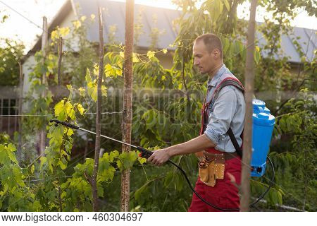 Man Spraying A Vineyard. Man Spraying Chemicals On Grapes In Vineyard