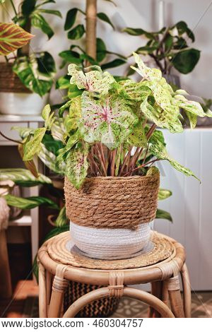 Exotic 'caladium Miss Muffet' (botanic Name) Houseplant With Pink And Green Leaves With Red Dots In 
