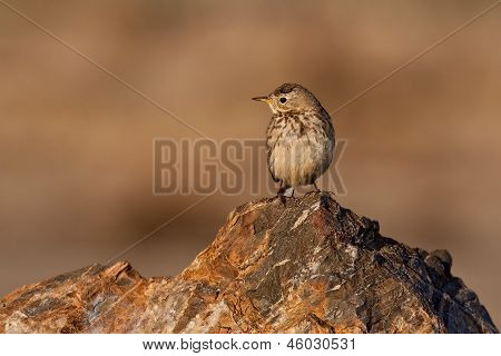Pipetta americano (anthus Rubescens)