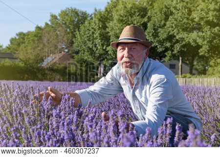 Farmer Takes Care Of Lavender Bushes. Fields Of Lavender. Portrait Of A Femer
