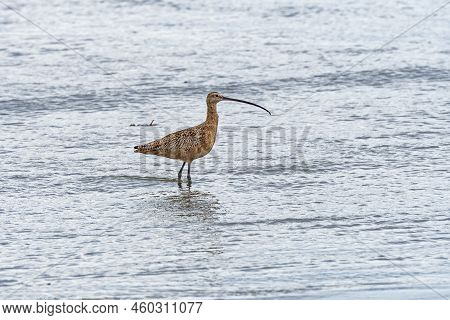 Long Billed Curlew Searching For Food On The Coast Near Morro Bay, Califormia