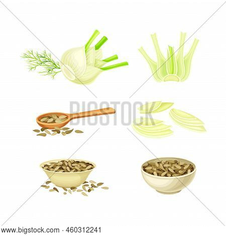 Fennel Herb Bulbs, Stems And Dried Seeds Set. Culinary Cooking Ingredient. Fresh Organic Healthy Veg