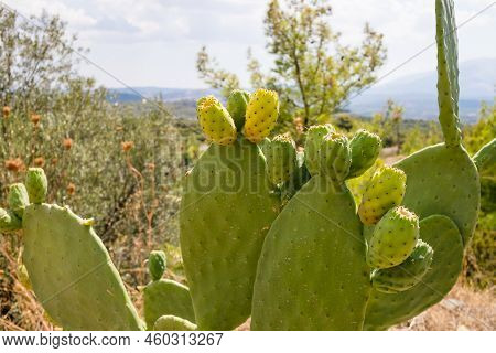 Prickly Pear Cactus Close Up With Fruit In Red Color, Cactus Spines.blooming Prickly Pear With Cactu